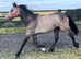 Irish Draught x Connemara " Dun Filly Young Sport Horse