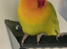 Dilutes and fallow lovebirds
