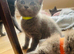 10 beautifull kittens ️ looking forever homes