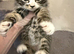 Maine coone/British shorthair kittens