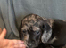 Stunning puppies mini Dachshund