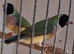 Gouldian Finch Hens