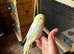 3 young budgies