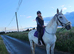 Beautiful Grey 16.2 warmblood mare