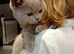 2x female Gccf registered kittens ready to go