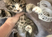 Stunning Maine coone /mixed