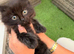 5 beautiful Bengal kittens