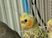Super hand tamed cockatiels for sale
