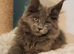 KING SIZE Maine Coons kittens reg.GCCF