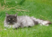Maine Coon kittens in Manchester