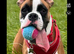 3 boy Boxer puppies for sale
