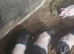 GOS & SADDLEBACK WEANERS