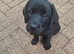 Black labrador puppies