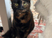 2 months old female kitten for sale in Pembroke Dock.
