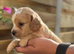 Beautiful F2 cockapoo puppies