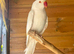 Albino ringneck up for swap