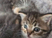 Beautiful Kittens Looking for Loving Homes