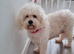 Cavapoo