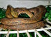 For Sale 1.1 adult, proven Amazon Tree Boas