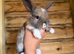 Beautiful French lop and mini lop babies