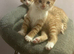 Gorgeous ginger kittens