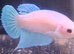 Halfmoon Male Betta