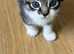 Beautiful tabby