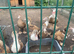 Muscovy ducklings