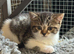 British Shorthair x kittens