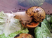 Giant African Land Snail Babies