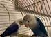 Hand reared lovebird