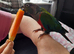 Crimson bellied conure and cage £300