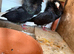 Breeding pairs of Jacobins