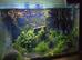 Fish tank for sale