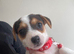 4 traditional Jack Russel puppies for sale