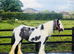 Traditional Gypsy Cob mare 13hh 6yo
