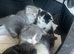 Black and white fluffy male kitten