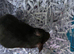 Hamster