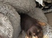 Wenlock-Norjack puppy