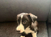 8 week old Collie X puppies &pound;295