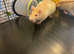White female fancy rats