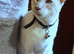 Male Lilac point Siamese