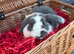 Male lops for sale - UNNEUTEREF