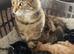 Fluffy and sweet kittens