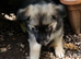 Beautiful litter of Long coated German Shepherd puppies