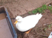 Male call ducks