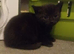 Black sliky kittens