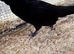 Polish Bantams for sale