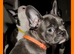 Boston x frenchie
