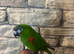 Hand reared Tame&talking hahns macaw